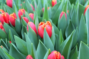 Zied tulpes