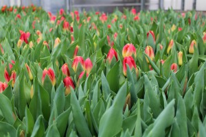 Zied tulpes