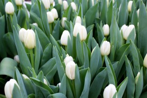 Zied tulpes