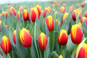 Zied tulpes