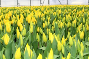 Zied tulpes