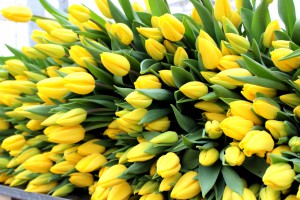 Zied tulpes