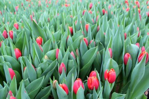 Zied tulpes