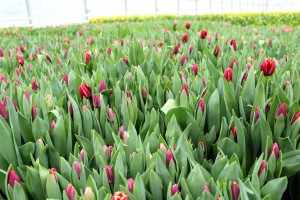 Zied tulpes