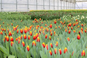 Zied tulpes