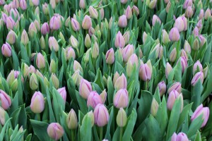 Zied tulpes