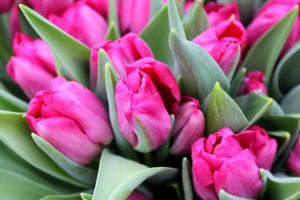 Zied tulpes