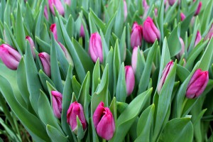 Zied tulpes