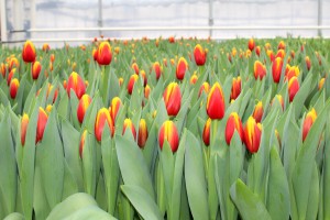 Zied tulpes
