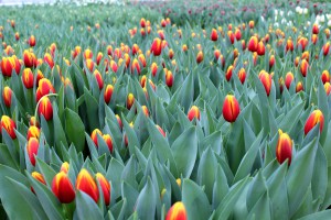 Zied tulpes