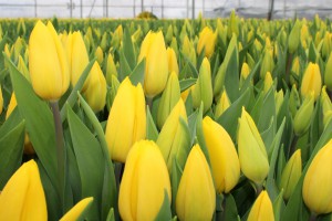 Zied tulpes
