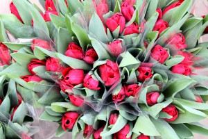 Zied tulpes