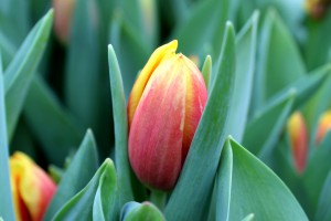 Zied tulpes