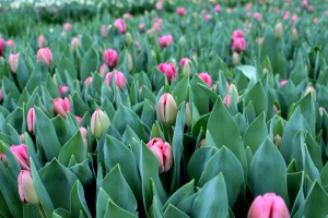 Zied tulpes