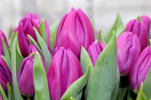 Zied tulpes