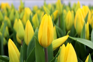 Zied tulpes