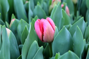 Zied tulpes