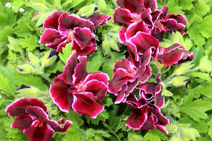 Vasaras puķes