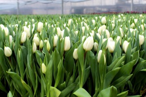 Sācies tulpju ziedēšanas laiks