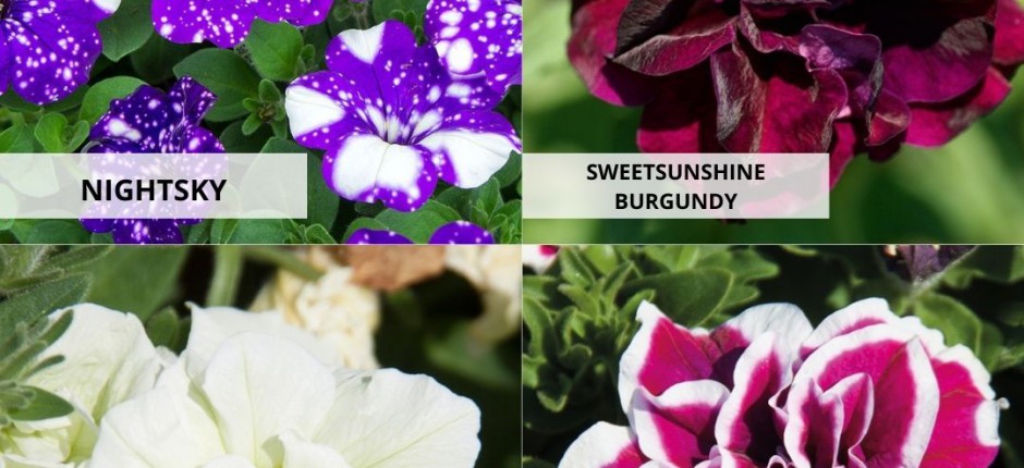 Uzsākam jaunstādu tirdzniecību! 