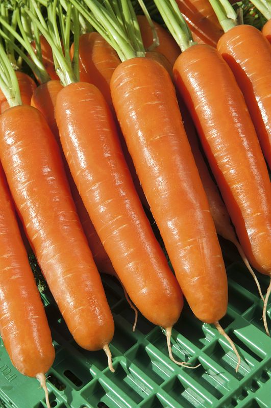 0312_Kestrel_Beets__96933