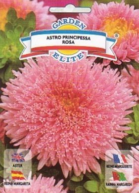 Asteres_Principessa_roza_GS