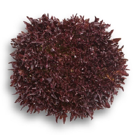 0312_Kestrel_Beets__96933