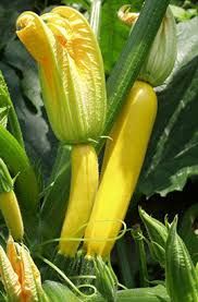 0312_Kestrel_Beets__96933