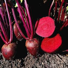 0312_Kestrel_Beets__96933