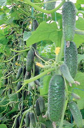 0312_Kestrel_Beets__96933
