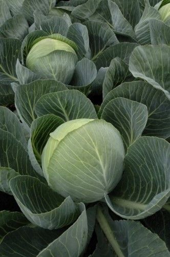 0312_Kestrel_Beets__96933