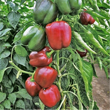0312_Kestrel_Beets__96933