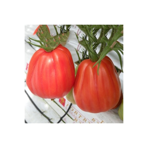 0312_Kestrel_Beets__96933