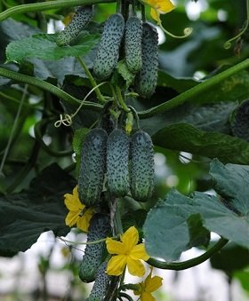 0312_Kestrel_Beets__96933