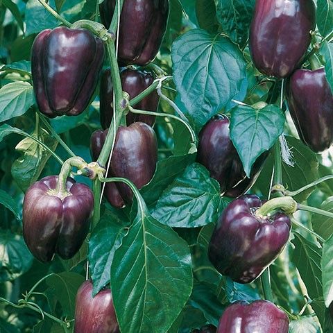 0312_Kestrel_Beets__96933