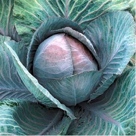 0312_Kestrel_Beets__96933