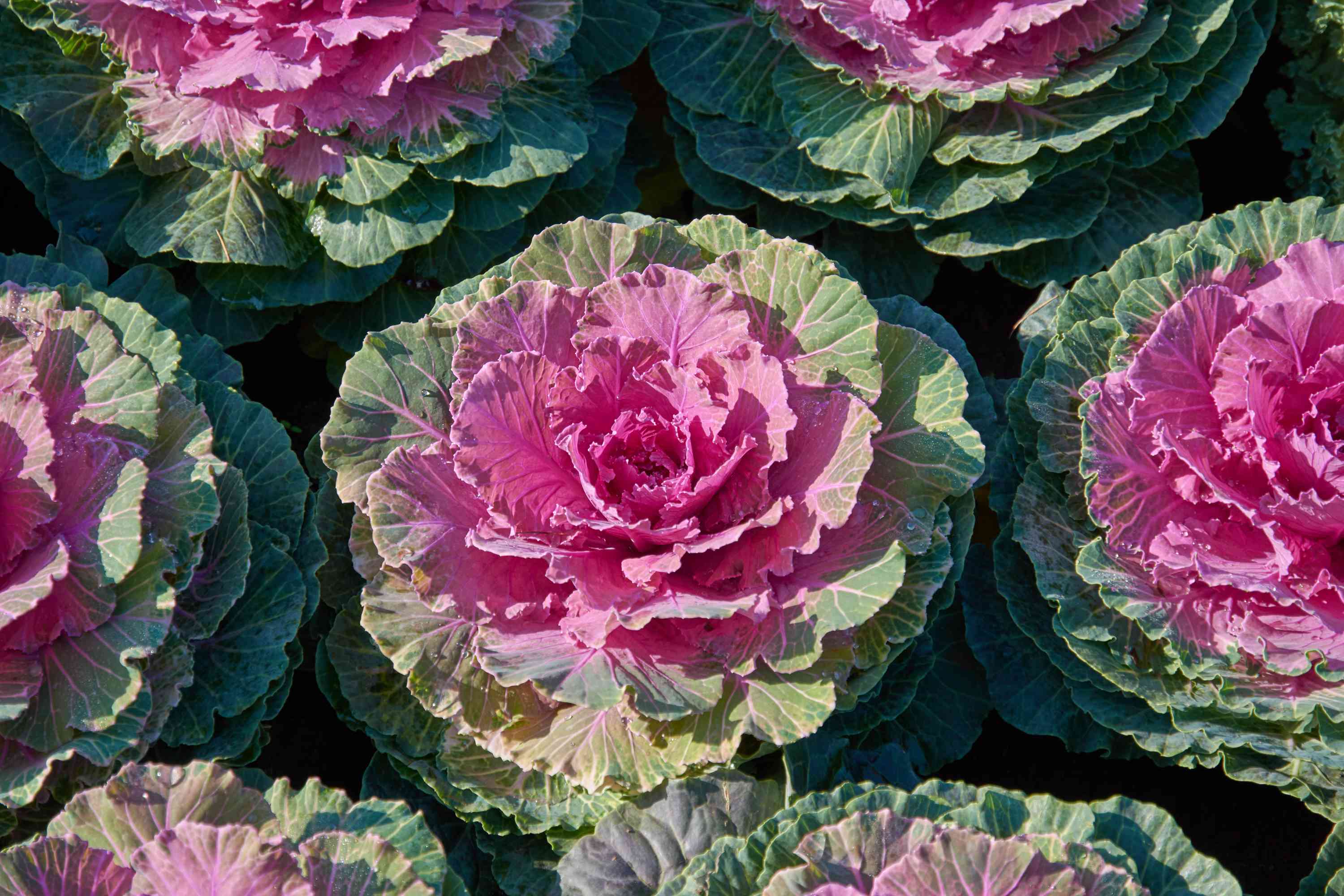 0312_Kestrel_Beets__96933