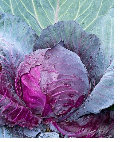0312_Kestrel_Beets__96933