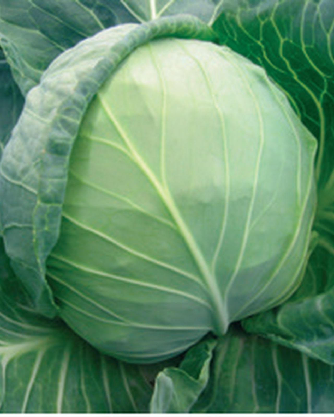 0312_Kestrel_Beets__96933