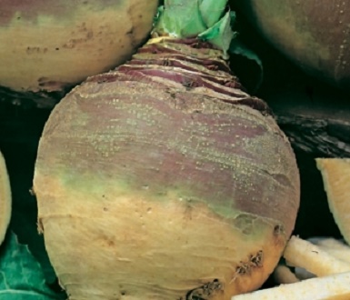 0312_Kestrel_Beets__96933