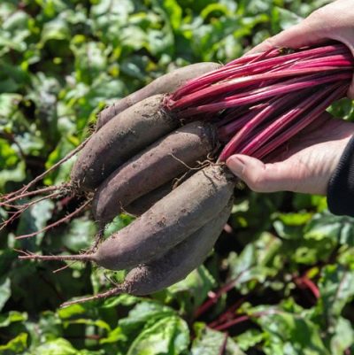 0312_Kestrel_Beets__96933