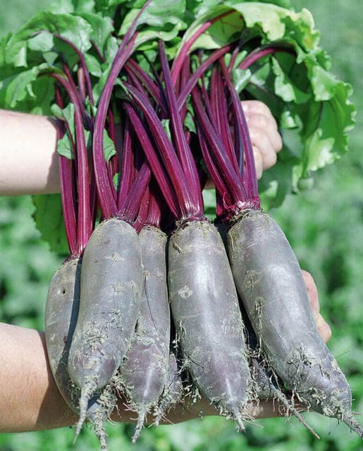 0312_Kestrel_Beets__96933