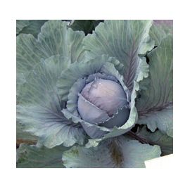 0312_Kestrel_Beets__96933