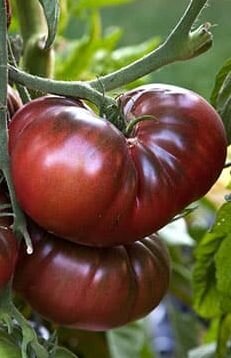 0312_Kestrel_Beets__96933