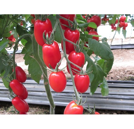 0312_Kestrel_Beets__96933
