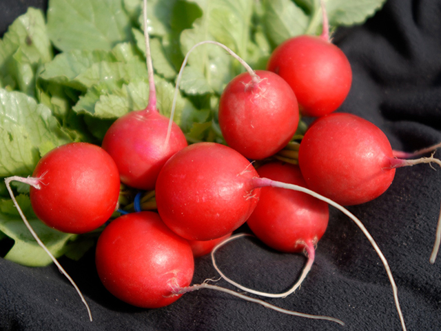 0312_Kestrel_Beets__96933