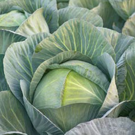 0312_Kestrel_Beets__96933