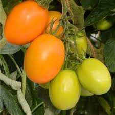 0312_Kestrel_Beets__96933