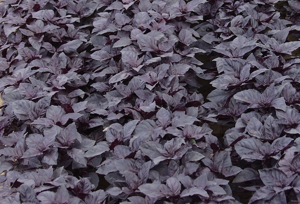 0312_Kestrel_Beets__96933