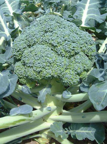 0312_Kestrel_Beets__96933